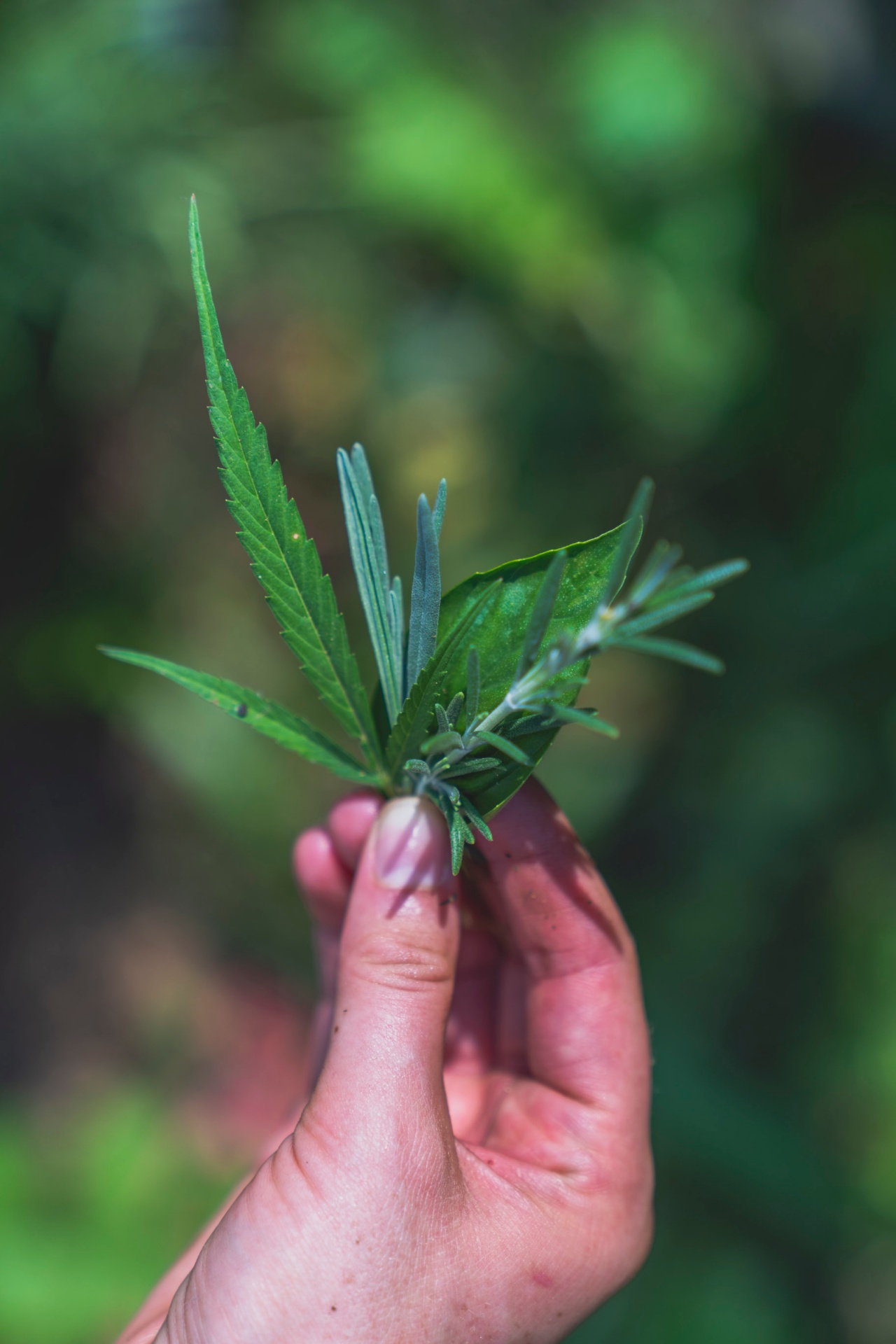 Hand holding fresh hemp cutting, representing our hands-on regenerative approach